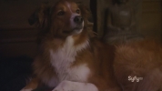 Warehouse 13 Trailer (chien) : personnage de la srie 
