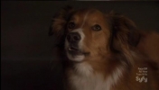 Warehouse 13 Trailer (chien) : personnage de la srie 